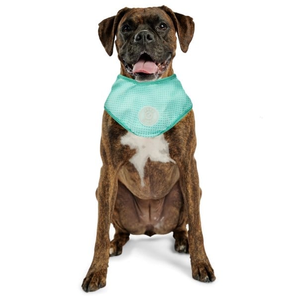 GF Pet Ice Band stor