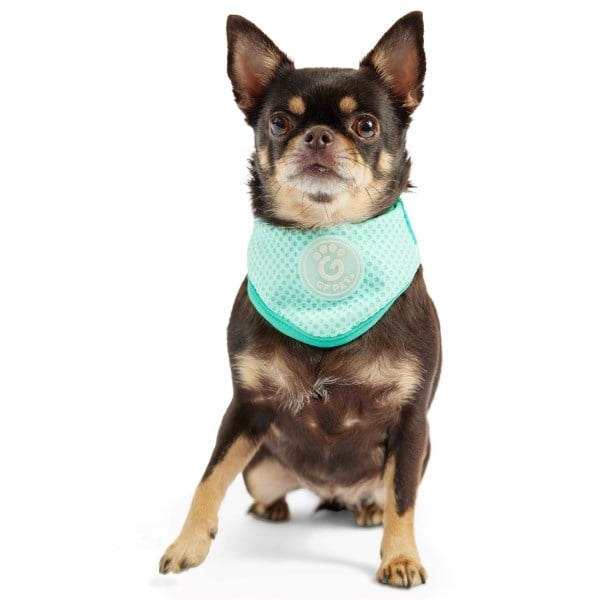 GF Pet Ice Band lille